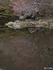 紅梅