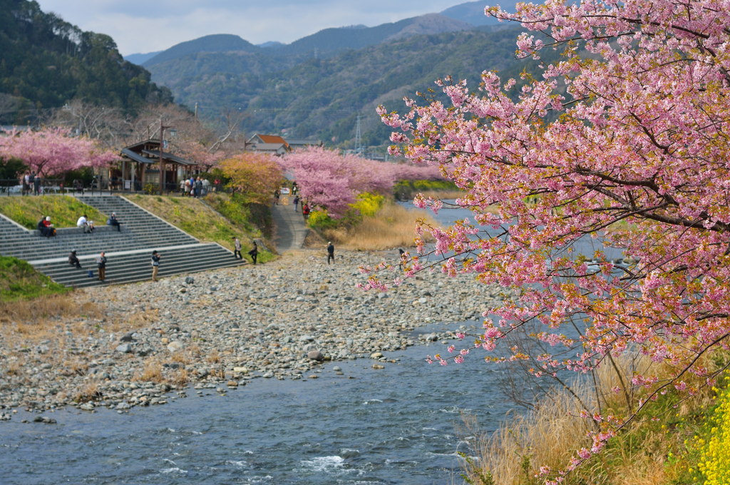 河津の遅い春