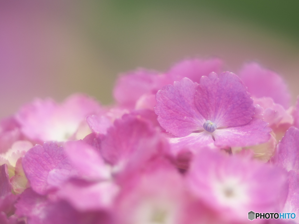 紫陽花カラー