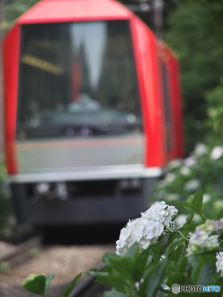 紫陽花と登山電車