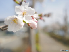 桜咲いた