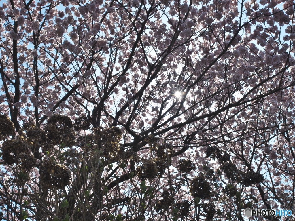 桜と枯れ紫陽花