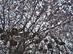 桜と枯れ紫陽花