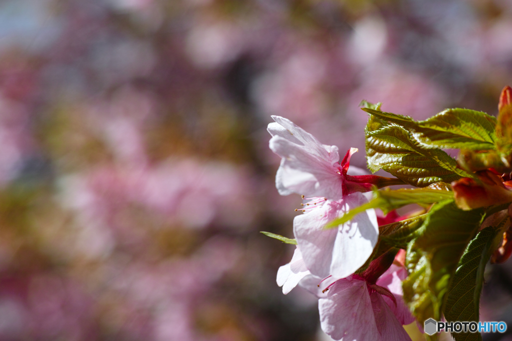 春告げる花