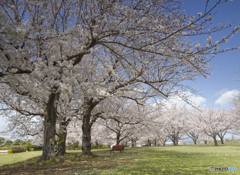 桜のある公園