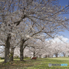 桜のある公園