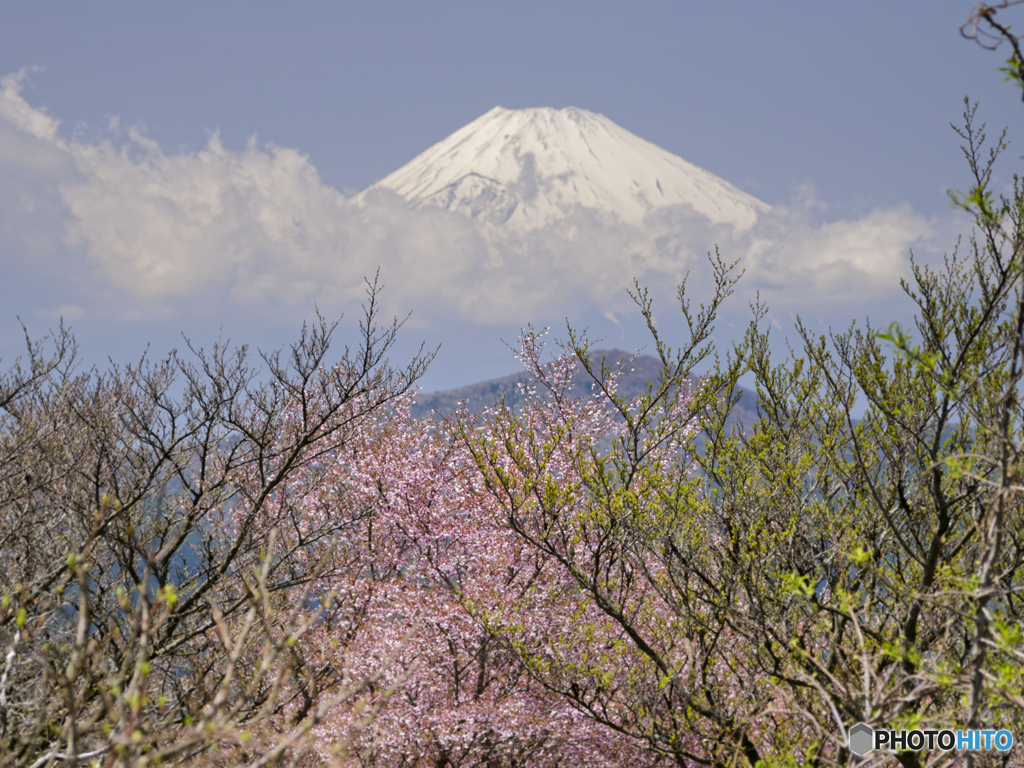 豆桜？