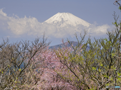 豆桜？