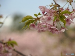 短かった早春