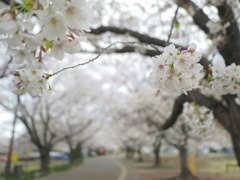 桜トンネル
