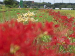 彼岸華