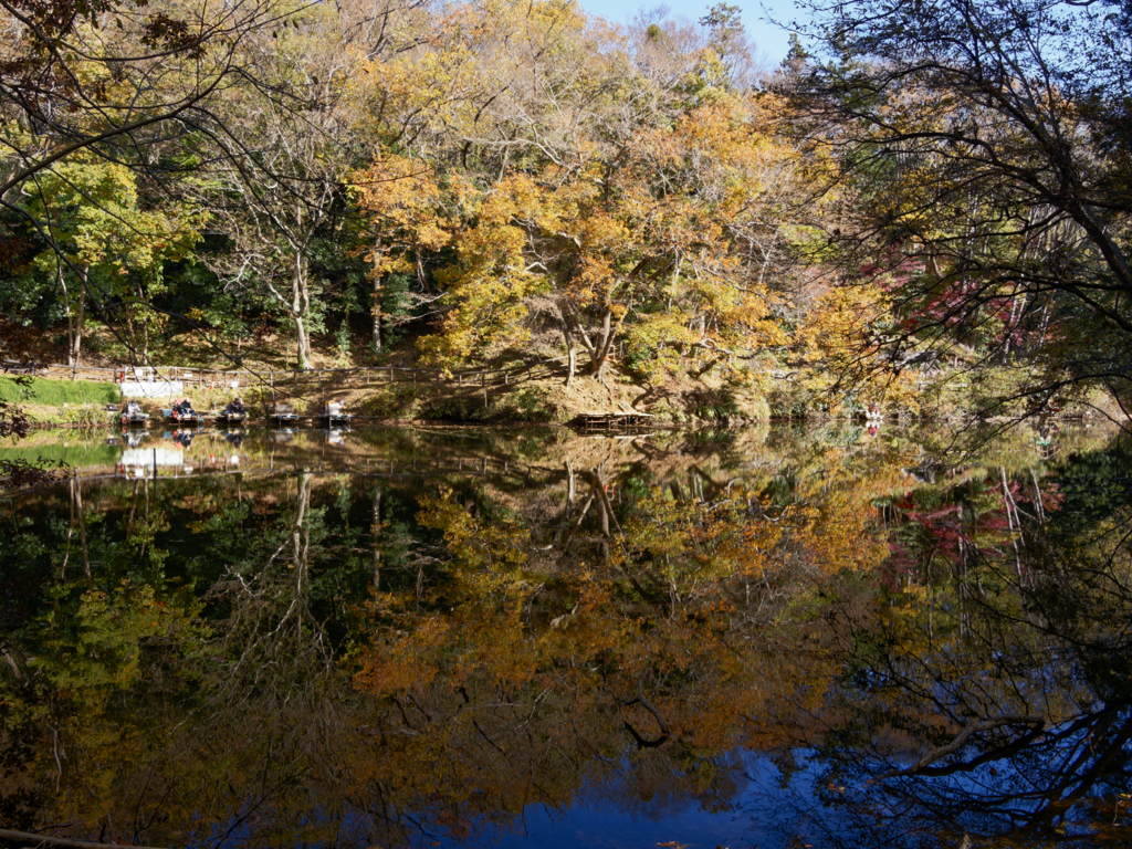 水面の紅葉