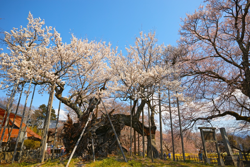 神代の桜