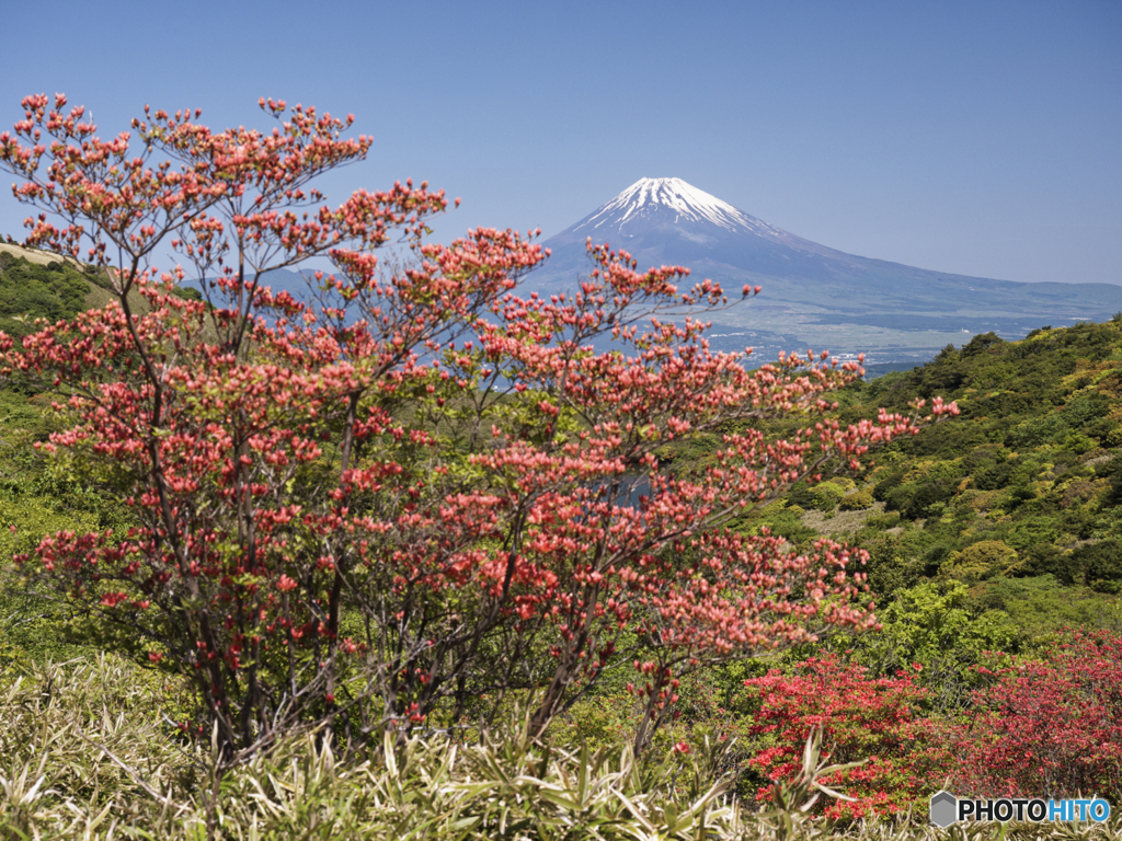 レンゲツツジはまだ蕾