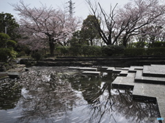桜グルグル
