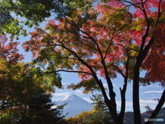 楓の穴