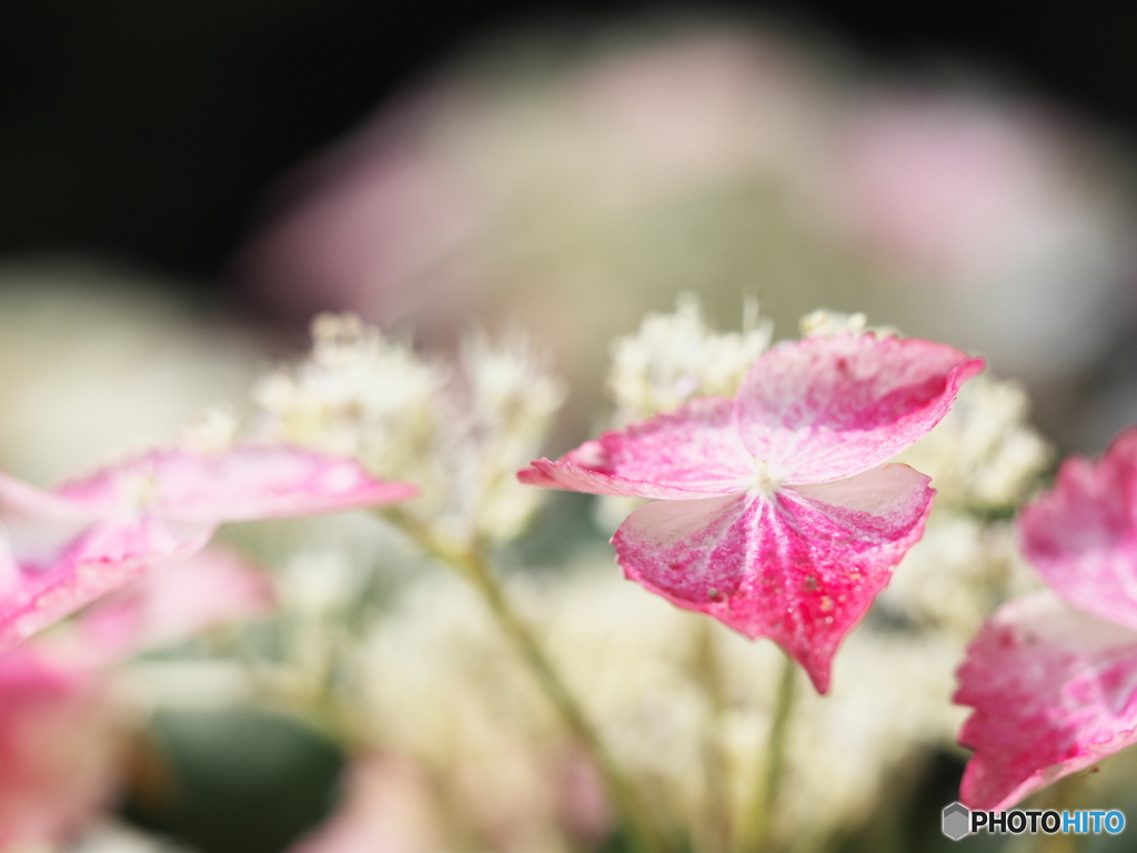 紫陽花のガク