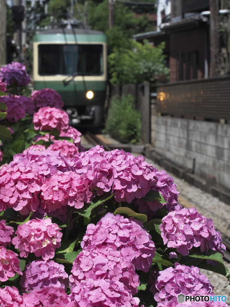 紫陽花と江ノ電