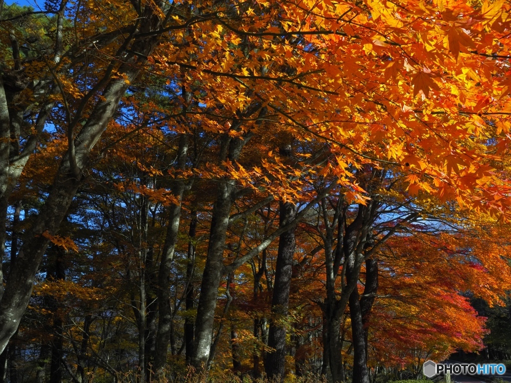 紅葉の渚通り