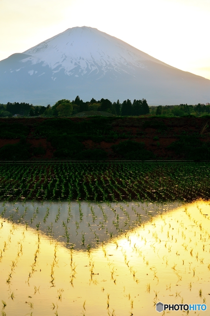 田植黄昏