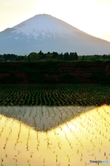 田植黄昏