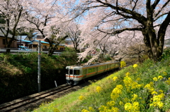 桜回廊を電車が行く