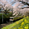 桜回廊を電車が行く