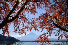 秋の桜