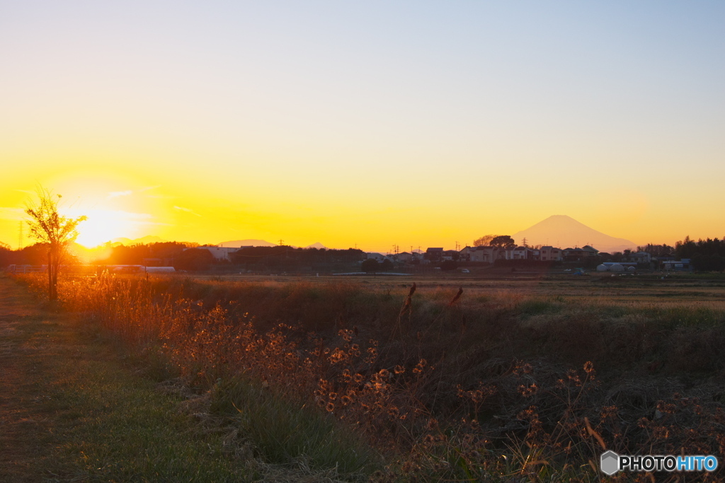 枯れ草花が咲く