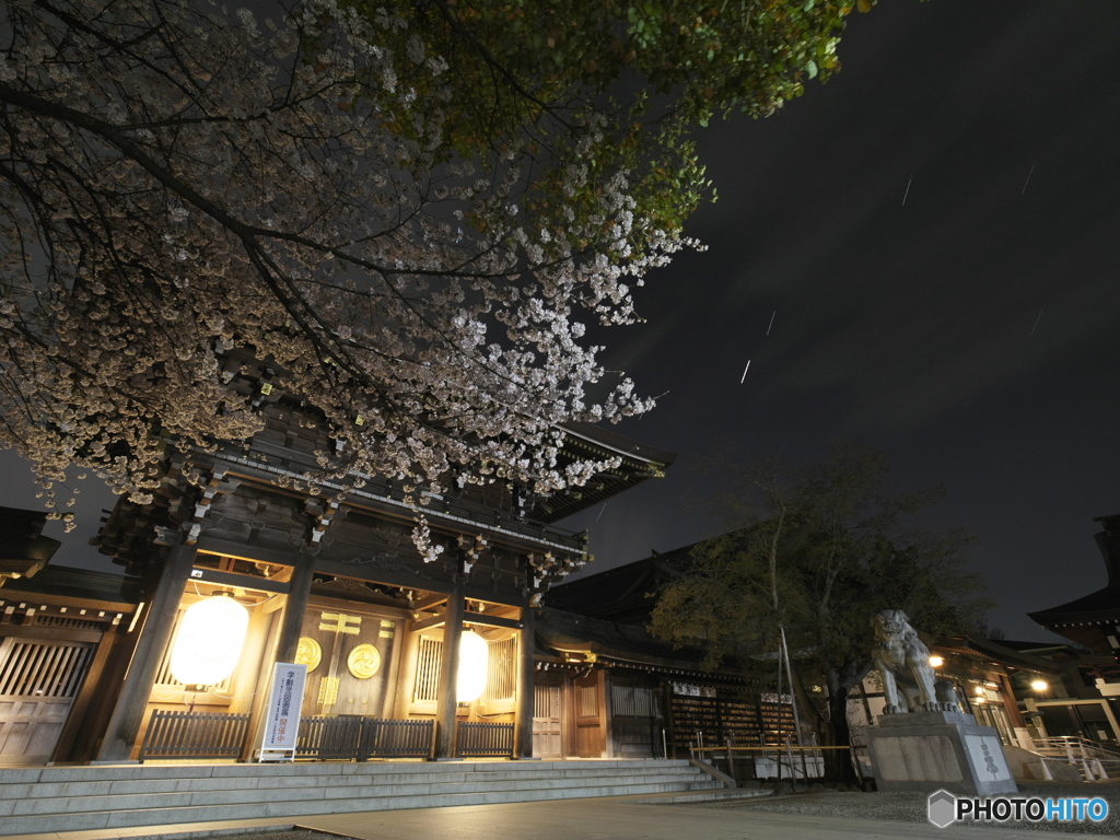 夜桜