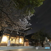 夜桜