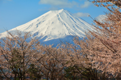 桜満開