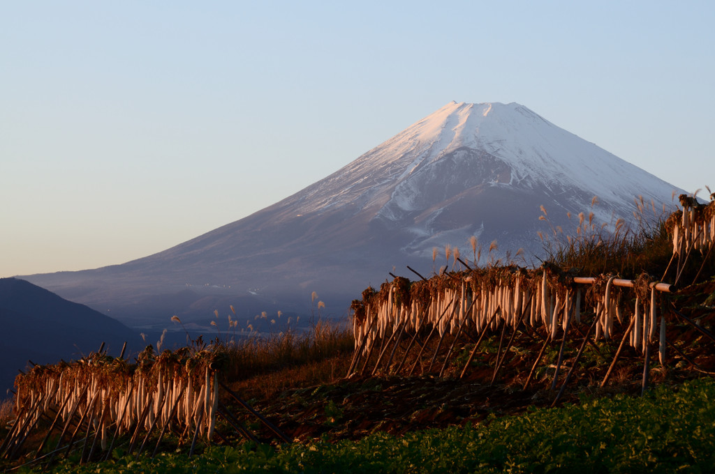 富士山が見える畑
