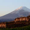 富士山が見える畑
