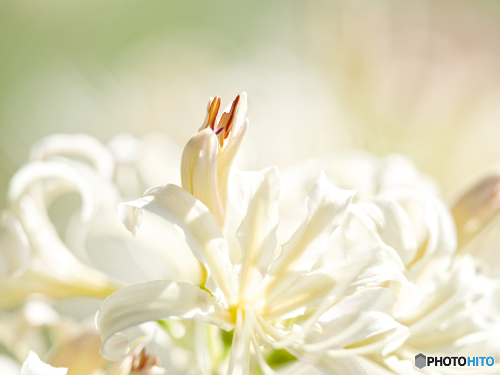 Lady-White