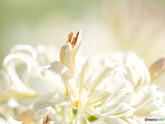 Lady-White