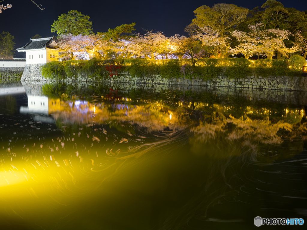 城壁の桜