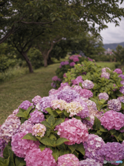 紫陽花の小径