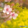 名残花