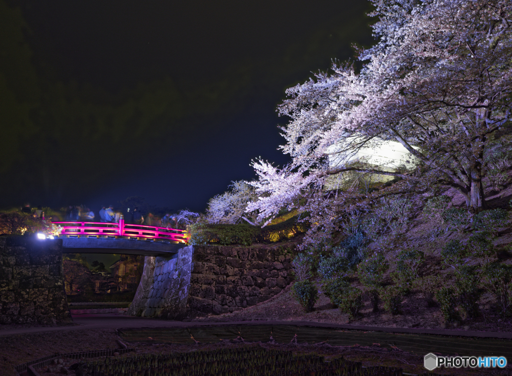 小田原城の夜桜