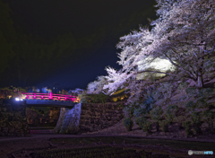 小田原城の夜桜
