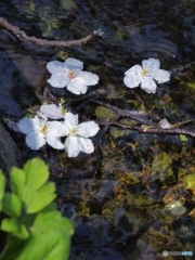 散りぬ