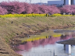 春の朝