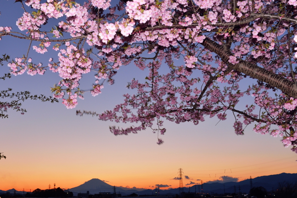 夕桜