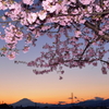 夕桜