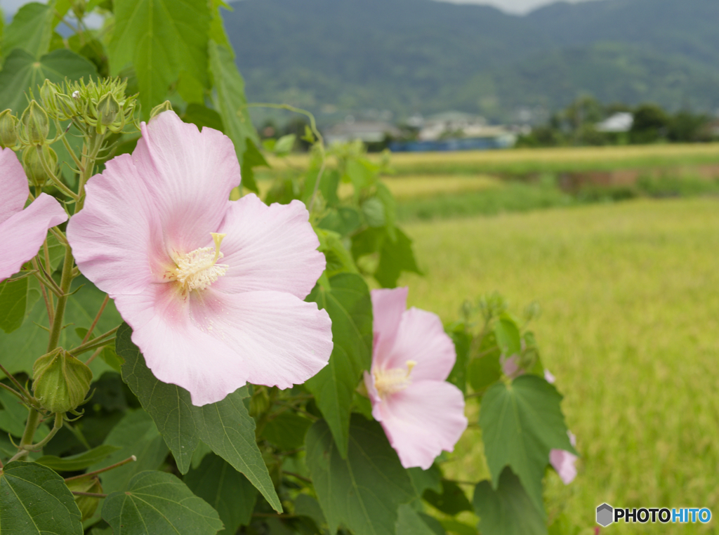 酔芙蓉と稲穂