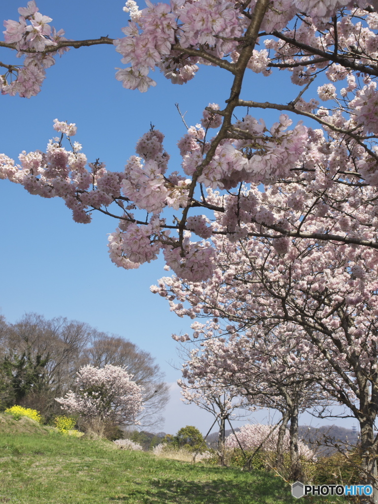 里山の春