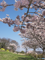 里山の春