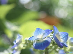 珠と紫陽花