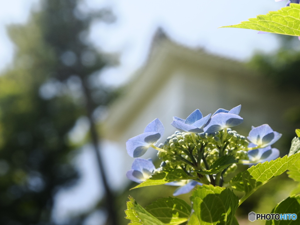 城と紫陽花
